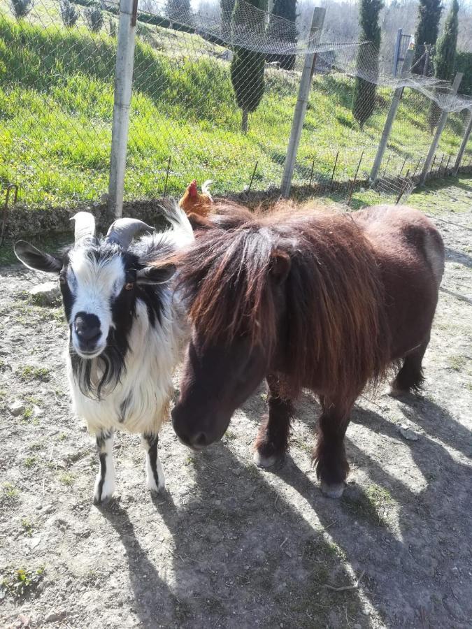 Agriturismo Selvella Allerona 外观 照片